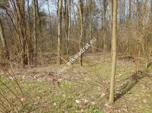 Działka leśna Borszyce. Zdjęcie 4