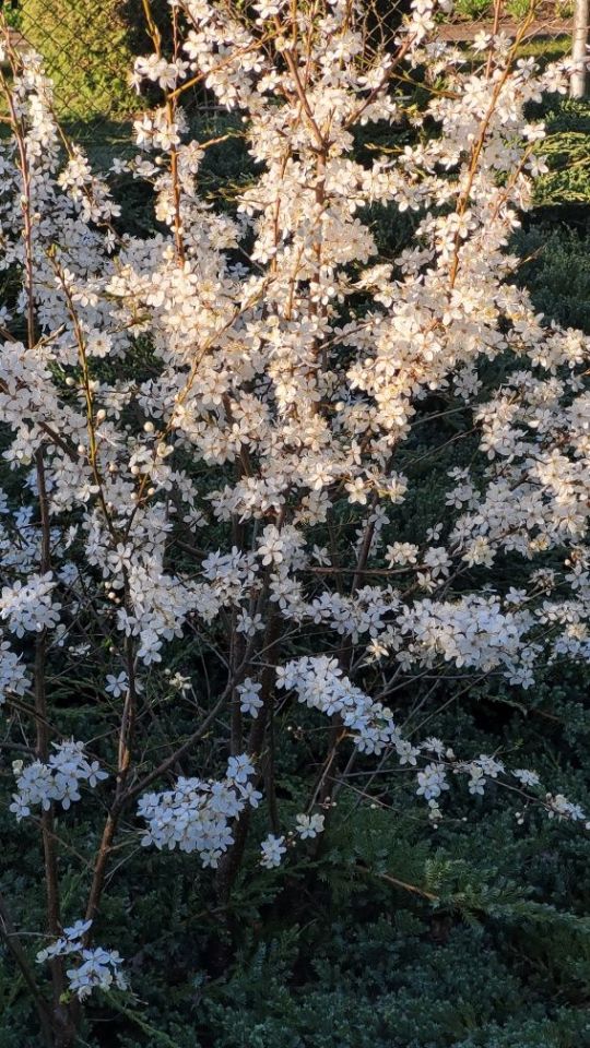 Działka rod Bydgoszcz. Zdjęcie 3