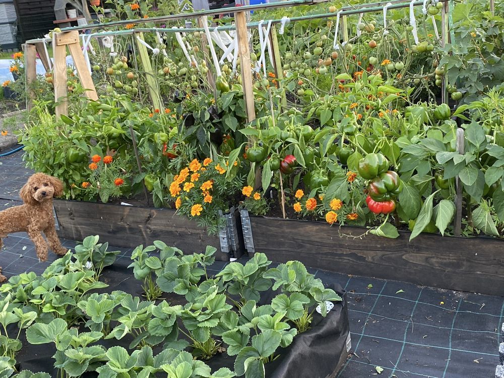 Działka rod Wrocław Fabryczna, ul. Klecińska. Zdjęcie 8