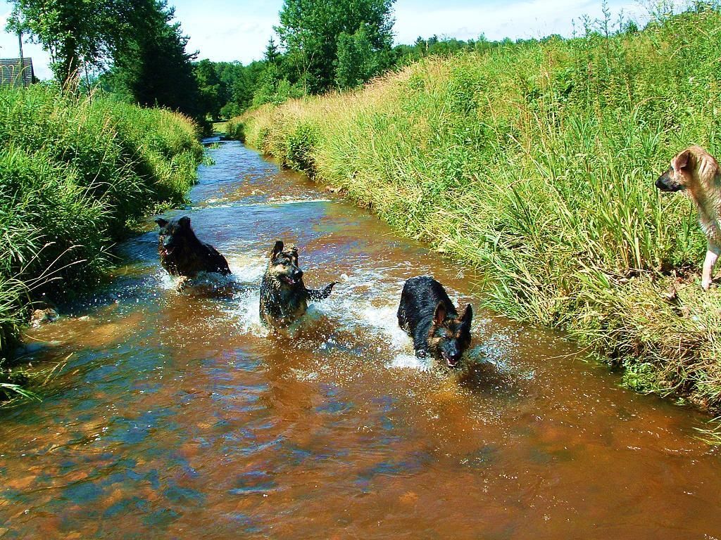 siedlisko, 3 pokoje Lubomierz, milęcice. Zdjęcie 22