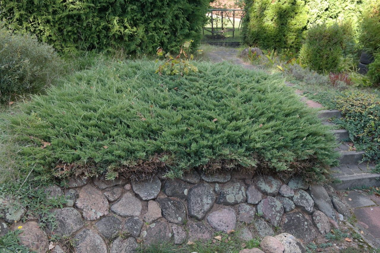 Działka rod Niewodnica Kościelna, ul. Działkowców. Zdjęcie 50