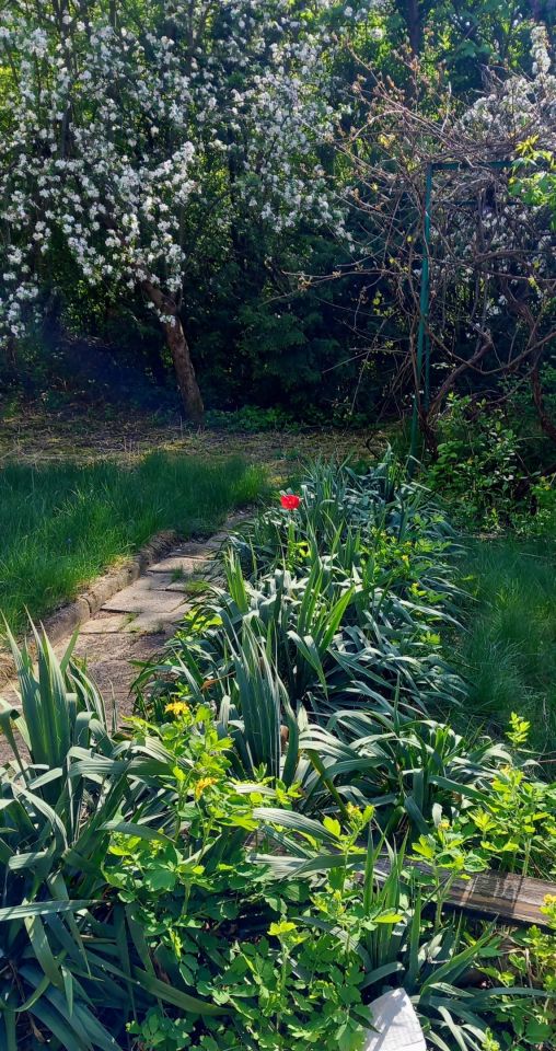 dom wolnostojący, 5 pokoi Otwock Świder, ul. Pogodna. Zdjęcie 21