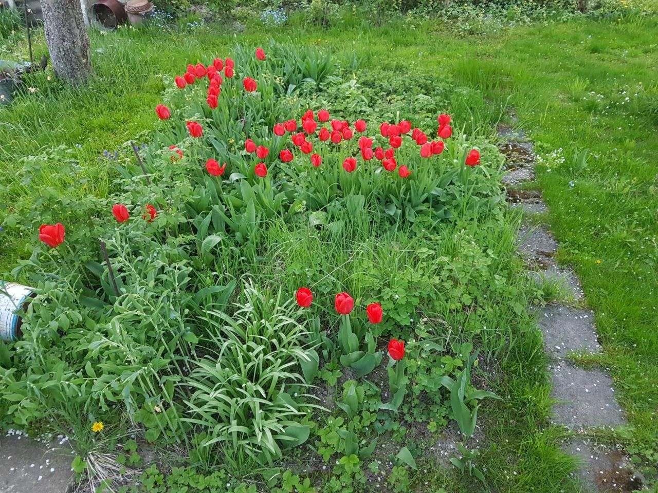 Działka rod Gliwice Stare Gliwice, ul. gen. Leopolda Okulickiego. Zdjęcie 6