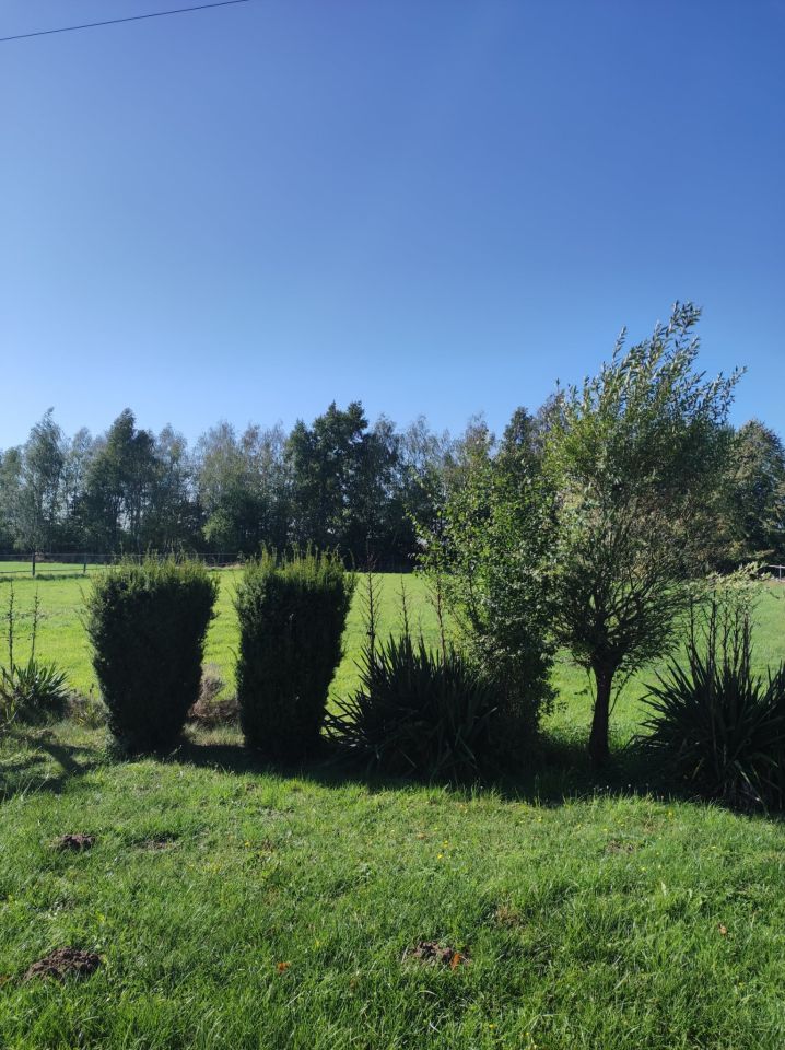 Nieruchomość komercyjna Przybyszów Korzeń. Zdjęcie 6