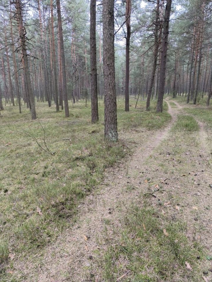 Działka leśna Kotowice. Zdjęcie 2