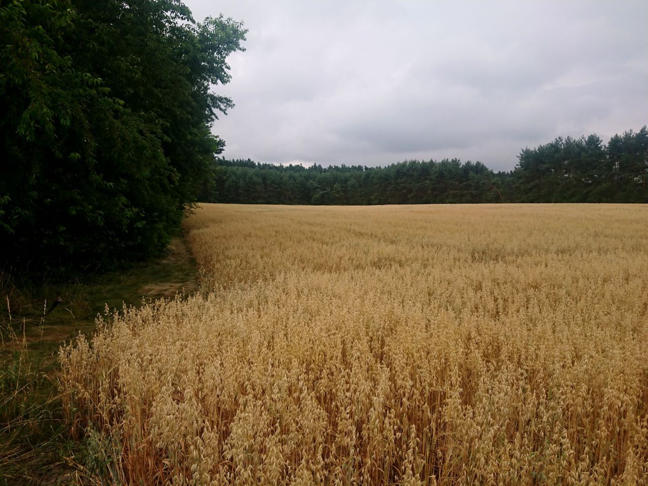 Działka inna Gąsiorowice, ul. Wolności. Zdjęcie 3