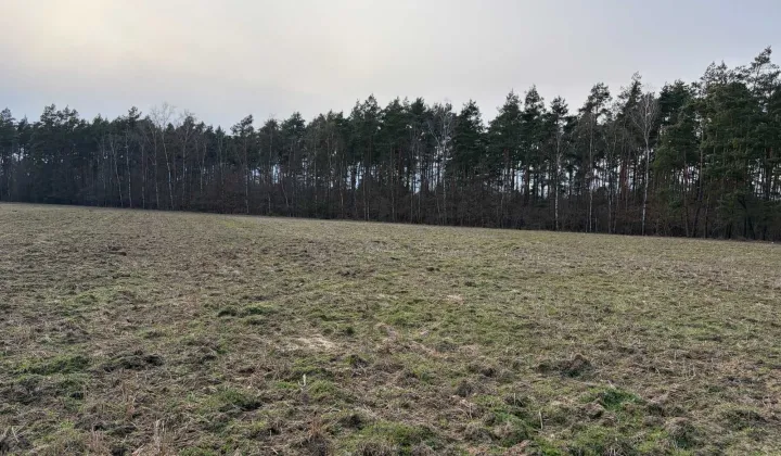 Działka rolna Tryszczyn, ul. Jałowcowa