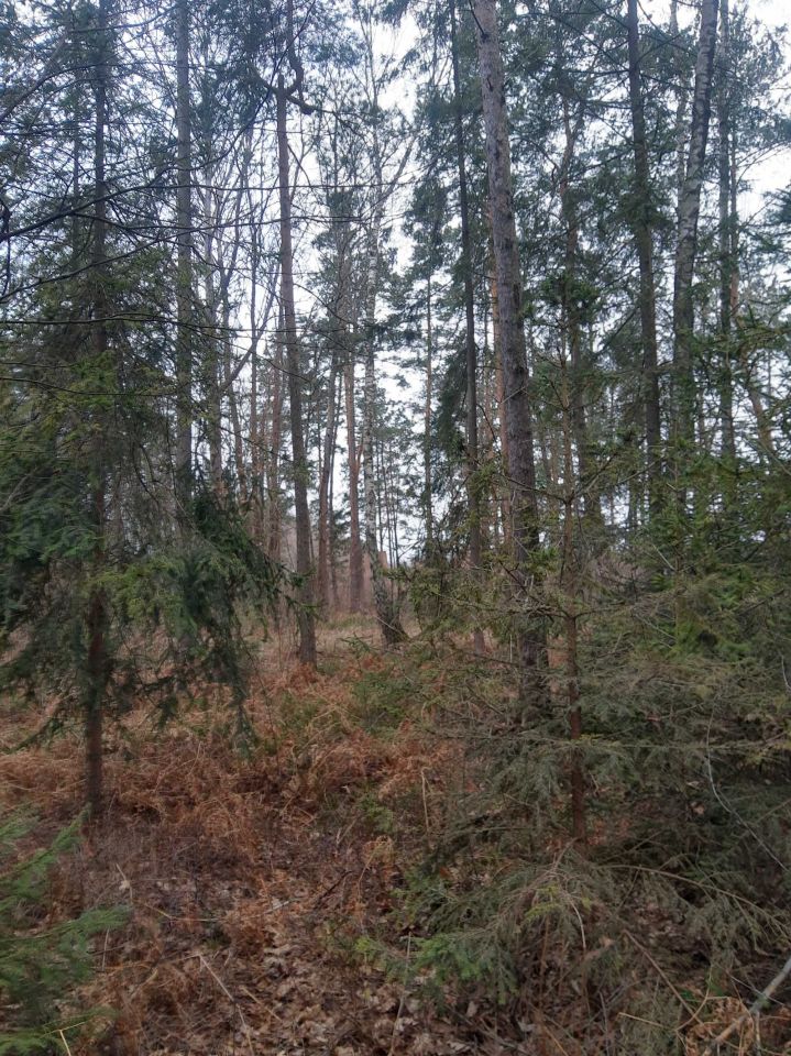 Działka leśna Ciężkowice. Zdjęcie 6