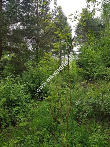 Działka rolna Korabiewice. Zdjęcie 2