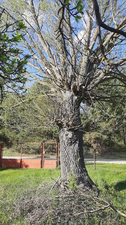 Działka budowlana Wielka Wieś A Charlawa. Zdjęcie 22