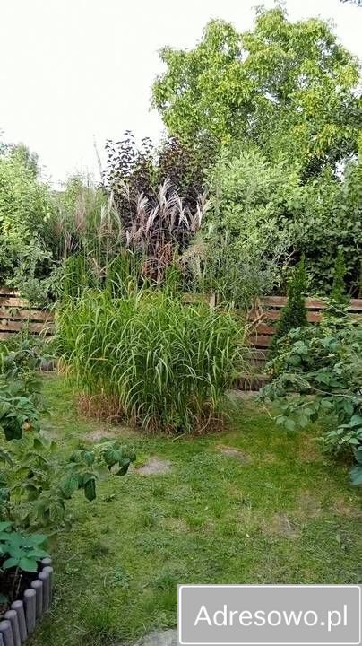 Działka rod Łódź Radogoszcz, ul. Brzegowa. Zdjęcie 5