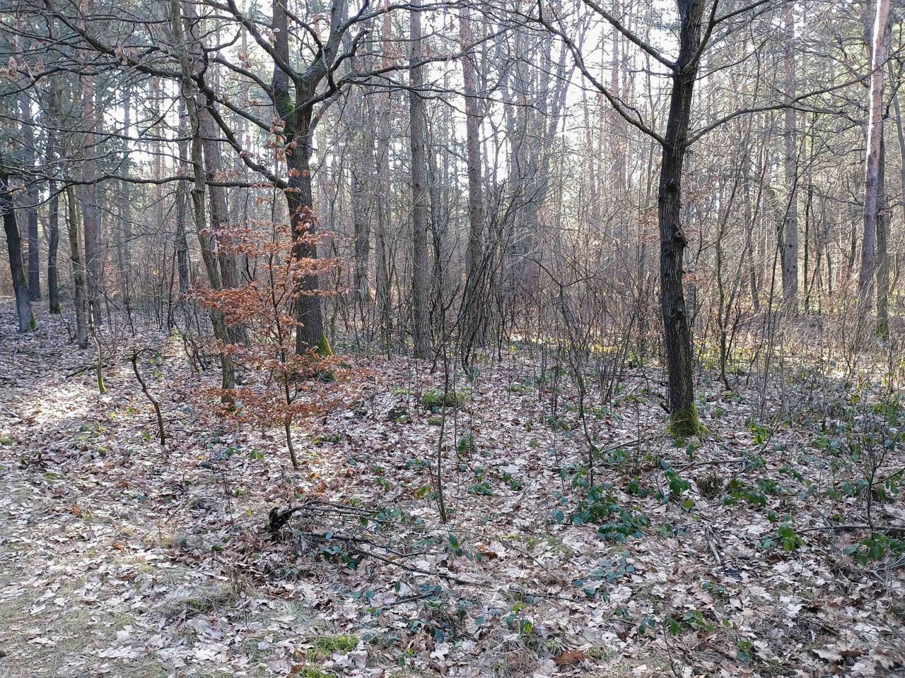 Działka rekreacyjna Widełka. Zdjęcie 4