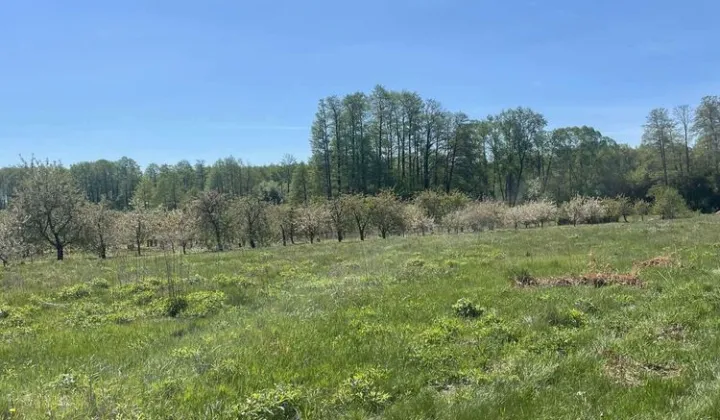 Działka budowlana Janówek, ul. Modrzewiowa