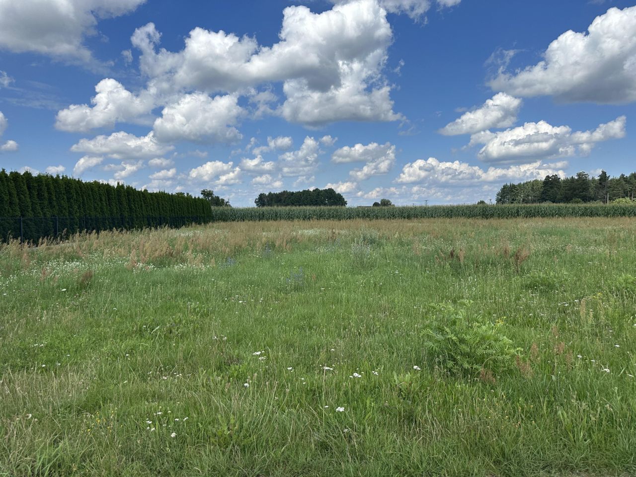 Działka budowlana Czarnowiec, ul. Błękitna. Zdjęcie 4