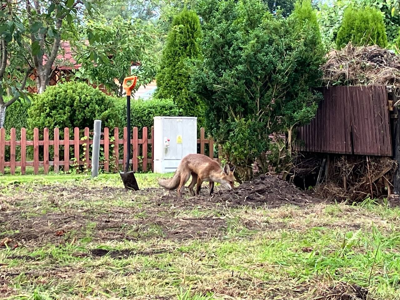 Działka rod Elbląg Zatorze, ul. Lotnicza. Zdjęcie 13