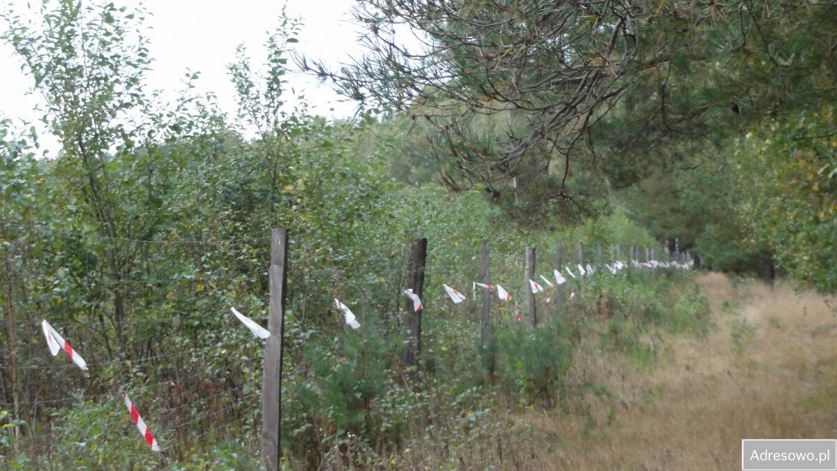 Działka leśna Bartoszki. Zdjęcie 2