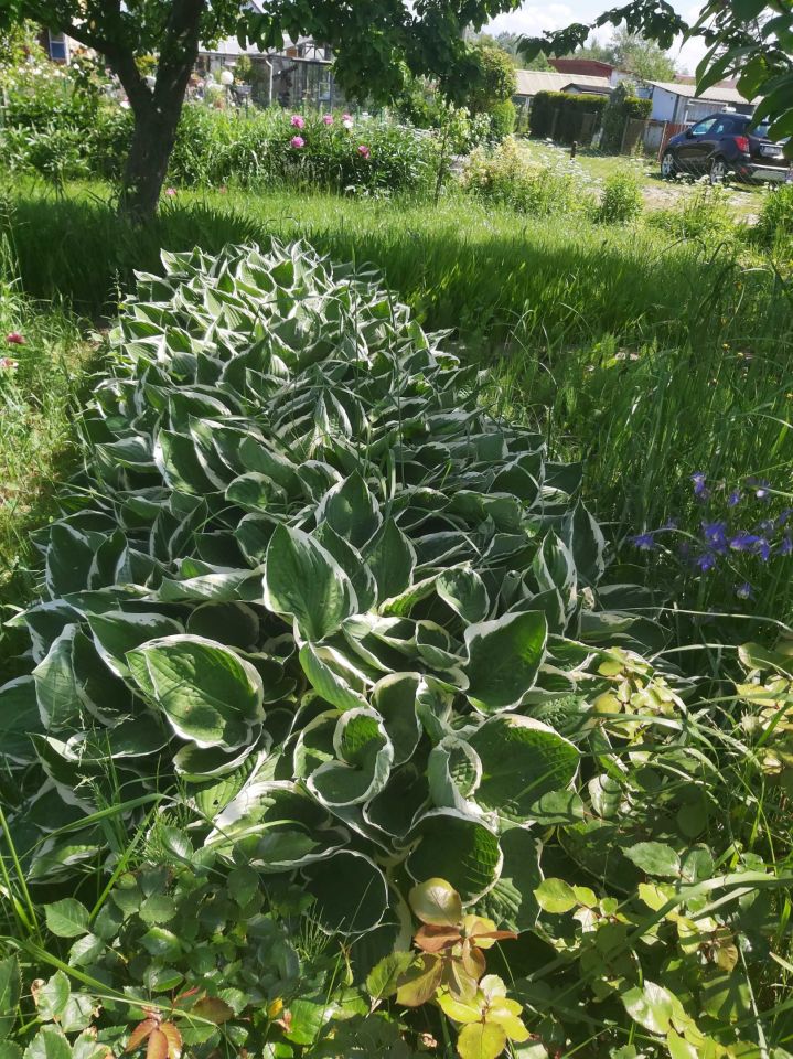 Działka rod Kołobrzeg, ul. Janiska. Zdjęcie 5