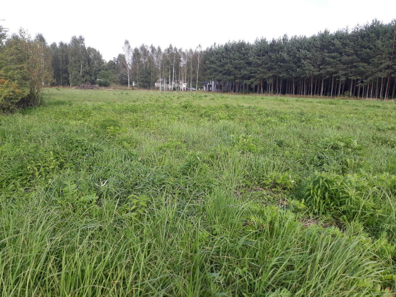 Działka rolno-budowlana Słubica A, ul. Zarzeczna. Zdjęcie 7