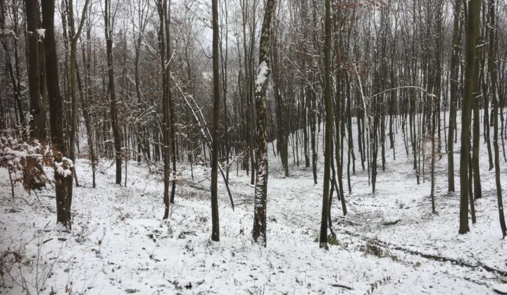 Działka leśna Wólka Kraśniczyńska