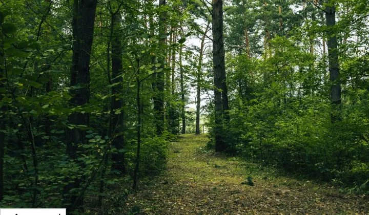 Działka leśna Młynarze