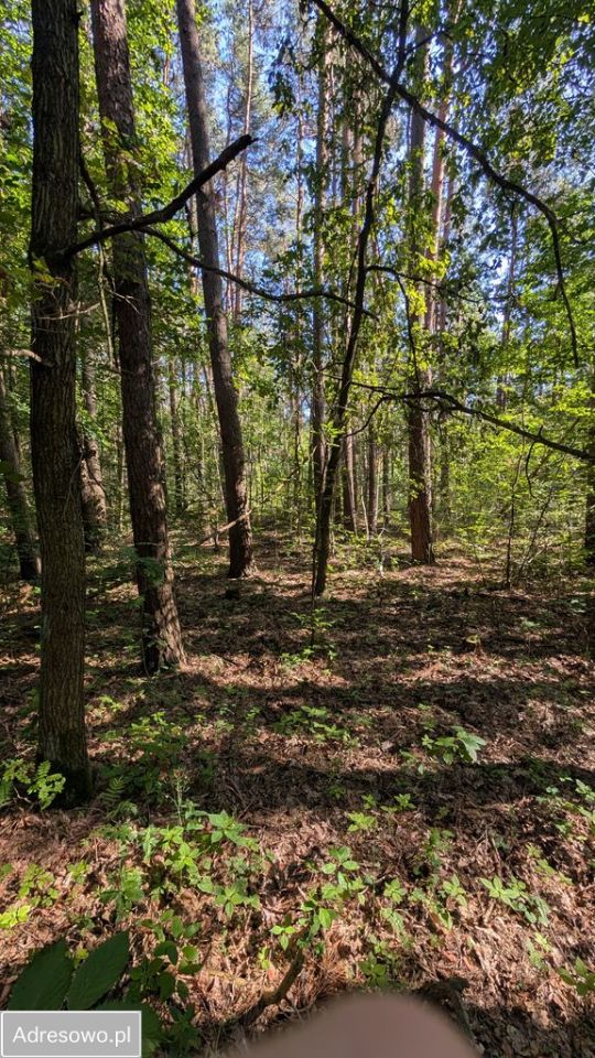 Działka budowlana Władysławów, ul. Sosnowa. Zdjęcie 3