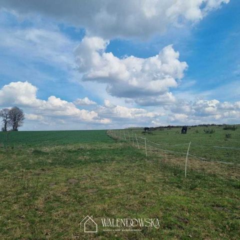 Działka siedliskowa Łabiszewo. Zdjęcie 5