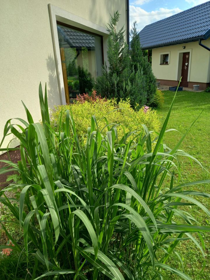 dom wolnostojący, 5 pokoi Gorlice Zawodzie. Zdjęcie 21