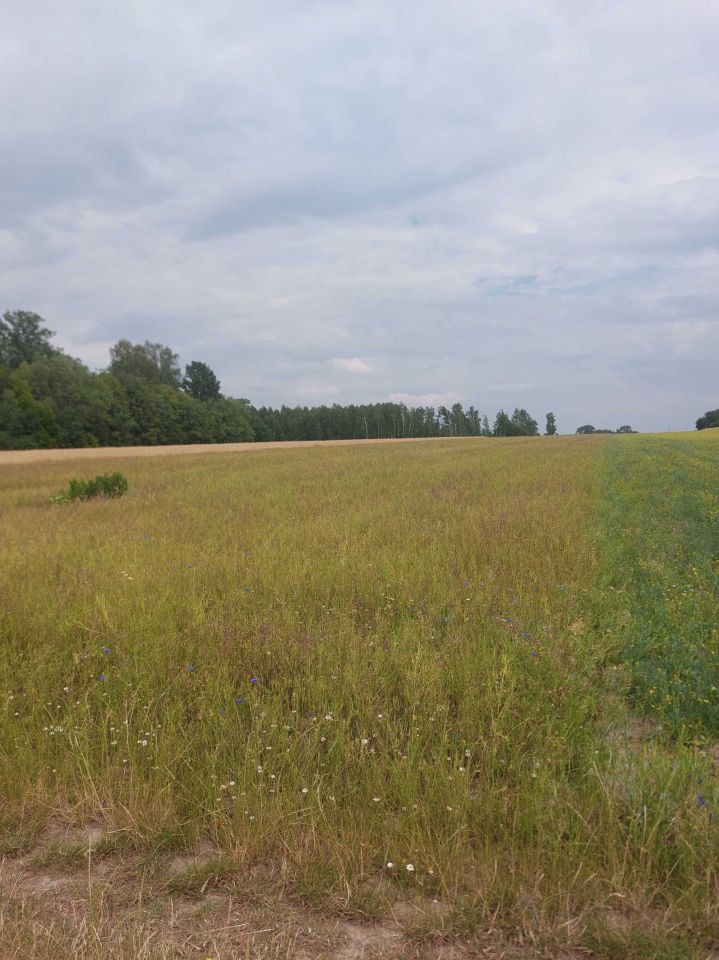 Działka rolna Duchów