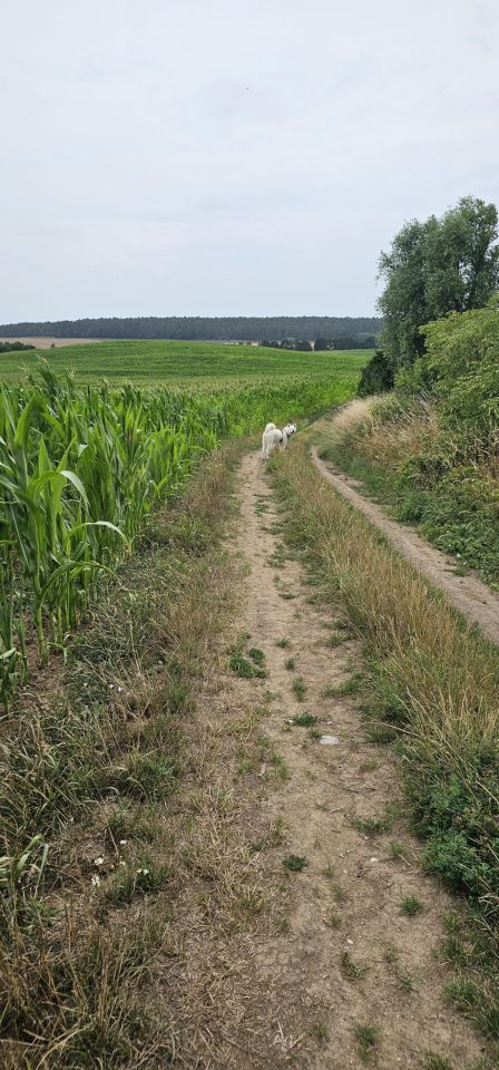 dom wolnostojący, 4 pokoje Poliksy. Zdjęcie 10