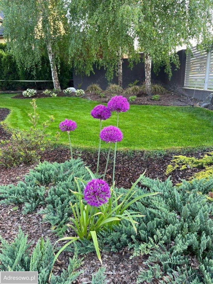 dom wolnostojący, 5 pokoi Klikawa. Zdjęcie 19