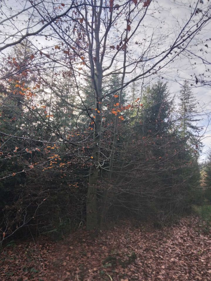 Działka leśna Pieniążkowice. Zdjęcie 3