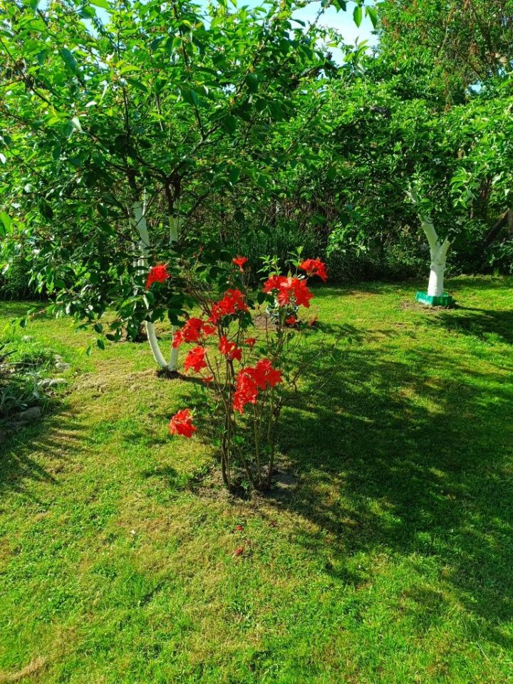 Działka rod Nysa, ul. Jana Zamoyskiego. Zdjęcie 3