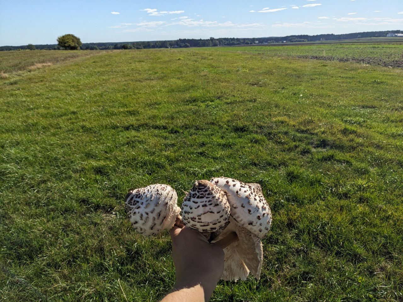 Działka rolna Eliaszówka. Zdjęcie 9