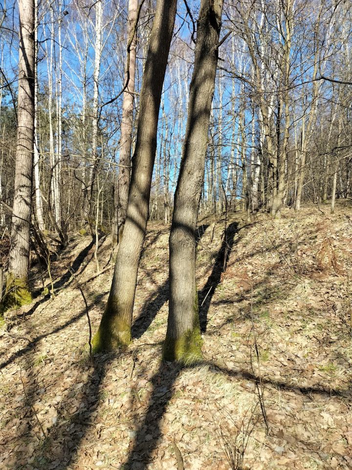 Działka leśna Brzezowa. Zdjęcie 12