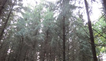 Działka leśna Krzęcin