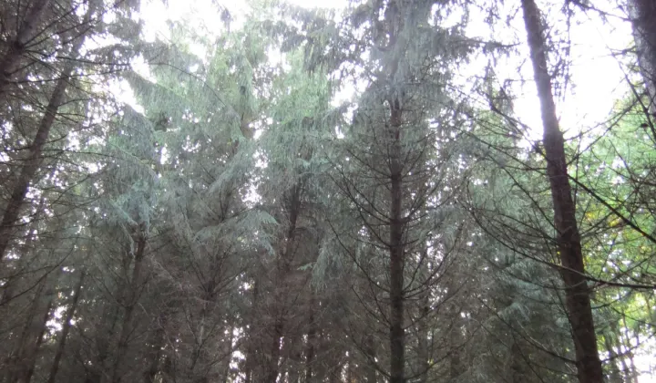 Działka leśna Krzęcin