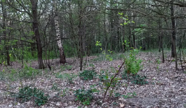 Działka budowlana Brzeźnica Gradowić, ul. Kalwaryjska