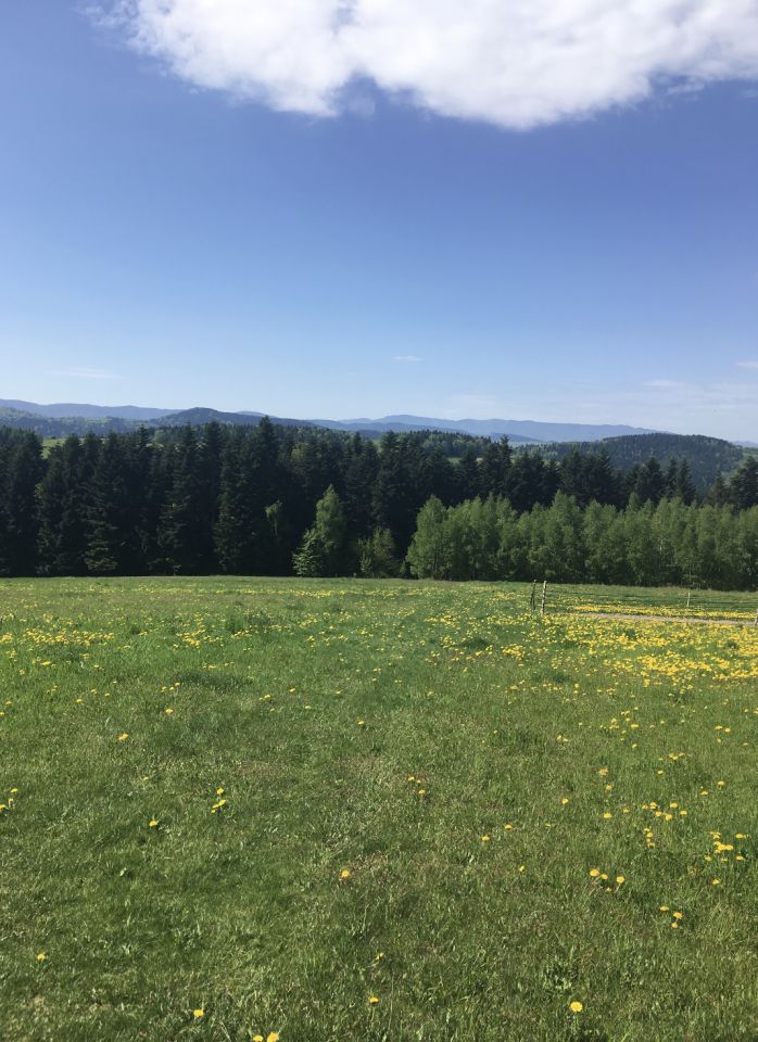 Działka inwestycyjna Mszalnica. Zdjęcie 13