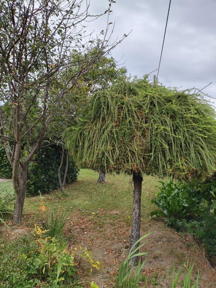 Działka rod Ustroń Hermanice, ul. Wspólna