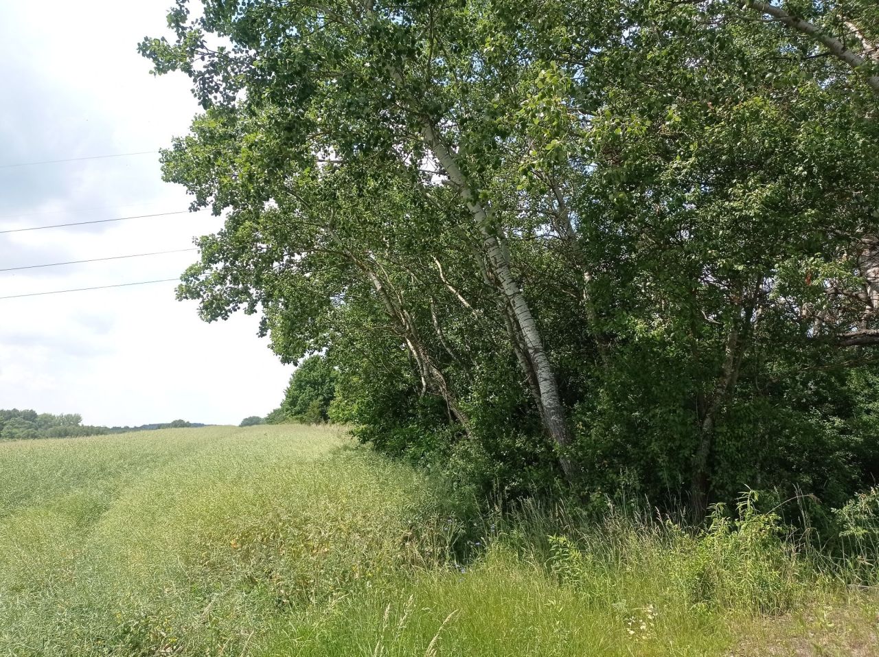 Działka rolna Wancerzów. Zdjęcie 2