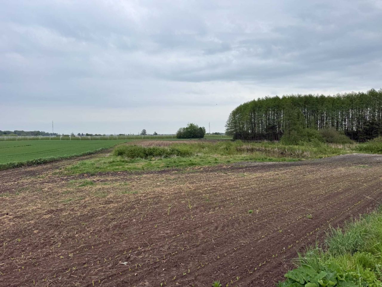 Działka rolna Łysołaje-Kolonia. Zdjęcie 3