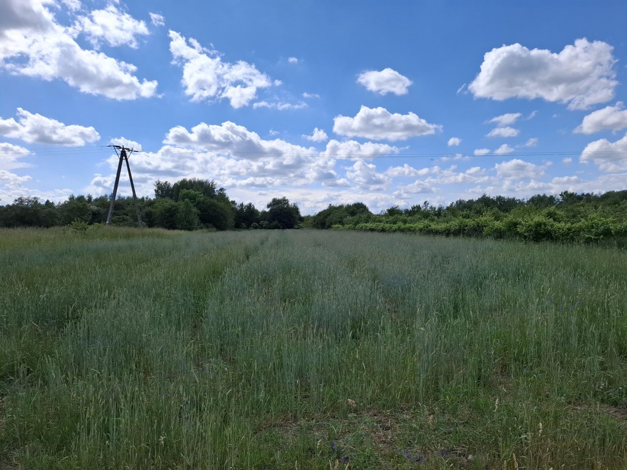 Działka rekreacyjna Pęczniew Pólko, ul. Wodna. Zdjęcie 2
