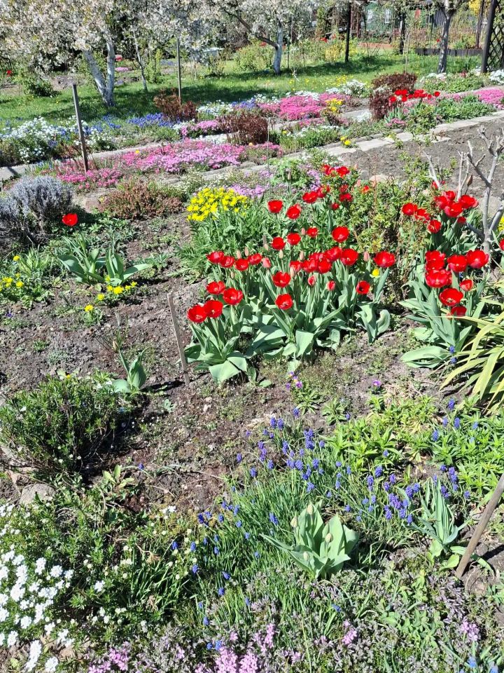 Działka rod Ostrów Wielkopolski, ul. Wysocka. Zdjęcie 3