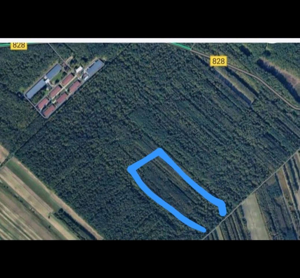 Działka leśna Niemce Leonów. Zdjęcie 2