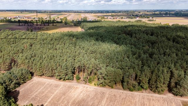 Działka leśna Maurzyce. Zdjęcie 3