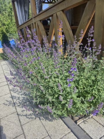 Działka rod Knurów Szczygłowice, ul. Aleja Piastów. Zdjęcie 1