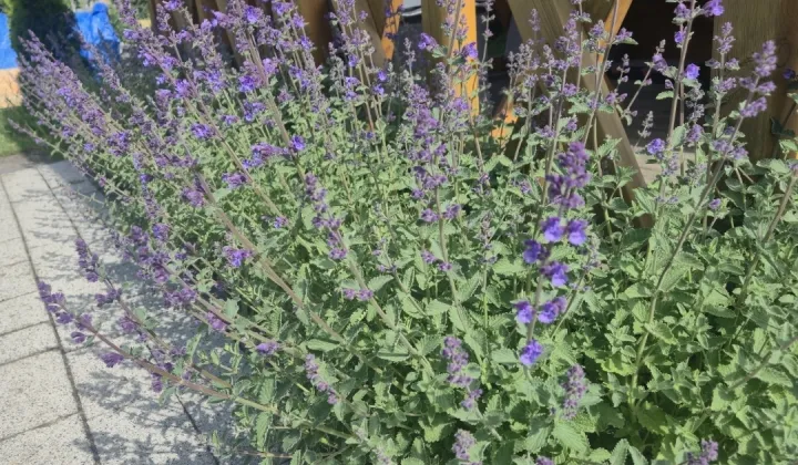 Działka rod Knurów Szczygłowice, ul. Aleja Piastów