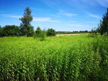 Działka rolna Mirowice. Zdjęcie 1