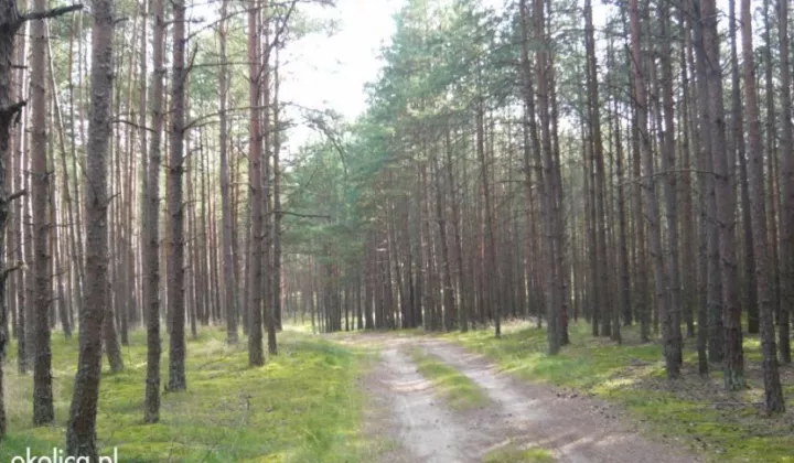 Działka budowlana Wąglikowice, ul. Jeziorkowo