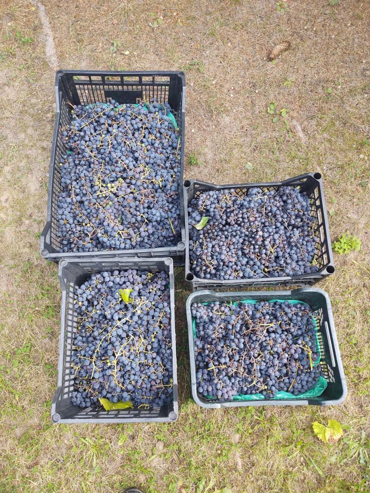 Działka rod Gdańsk Jasień, ul. Stolema. Zdjęcie 9